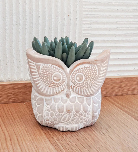 Big Eye Owl Terracotta Pot | Azucena Nursery